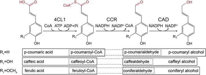 Fig. 1