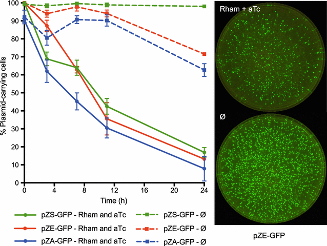 a versatile one step crispr cas9 based approach to plasmid curing