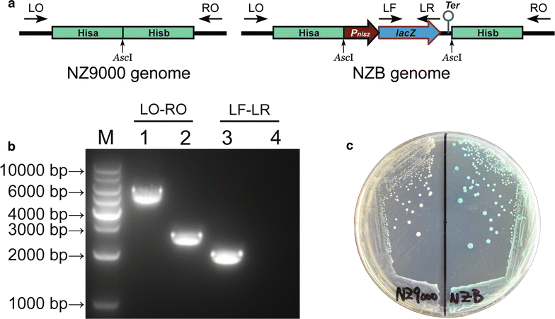 Fig. 2