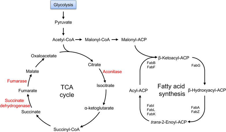 Fig. 6