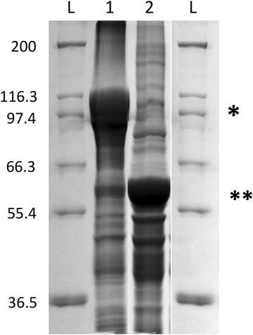 Fig. 2