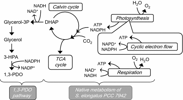 Fig. 1