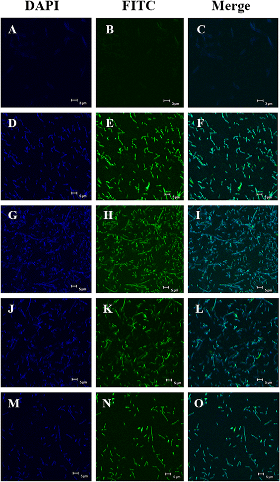 Fig. 3