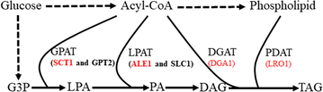 Fig. 1