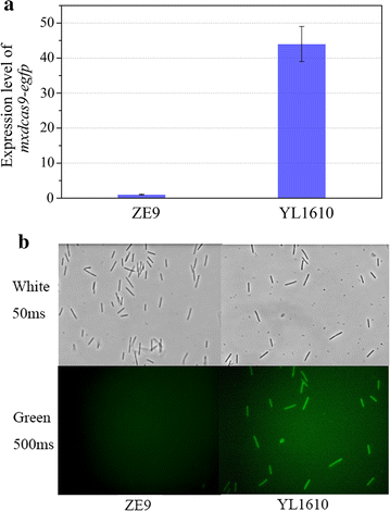 Fig. 1