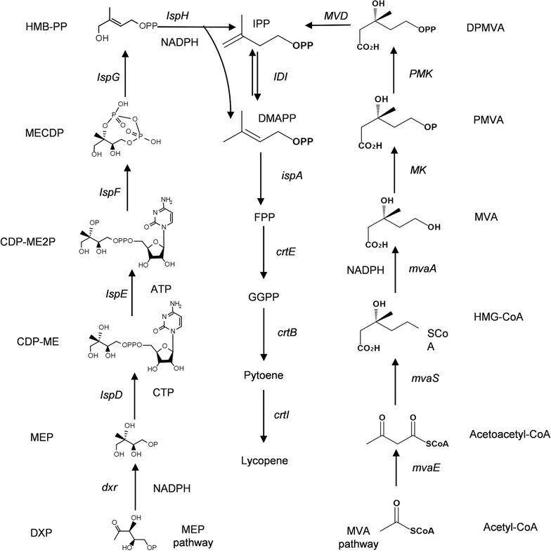 Fig. 1