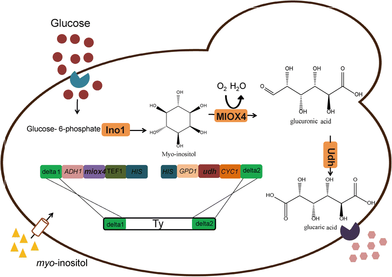 Fig. 1