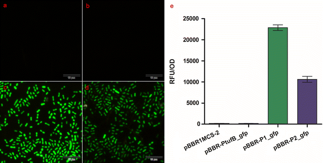 Fig. 4