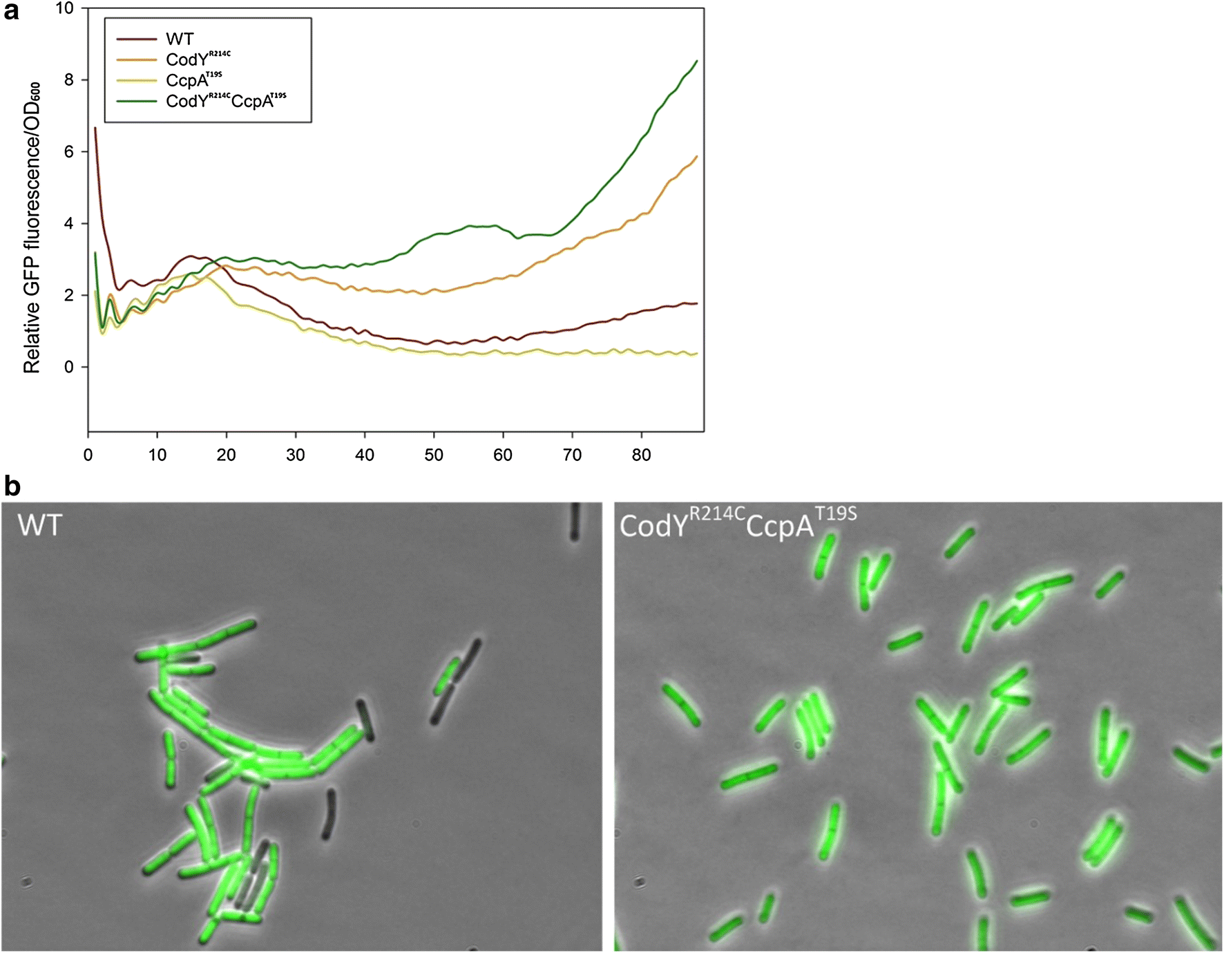 Fig. 1