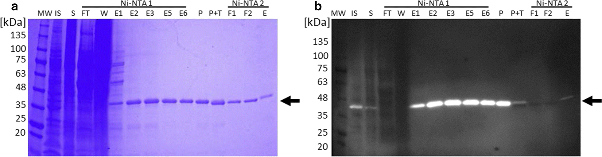 Fig. 1