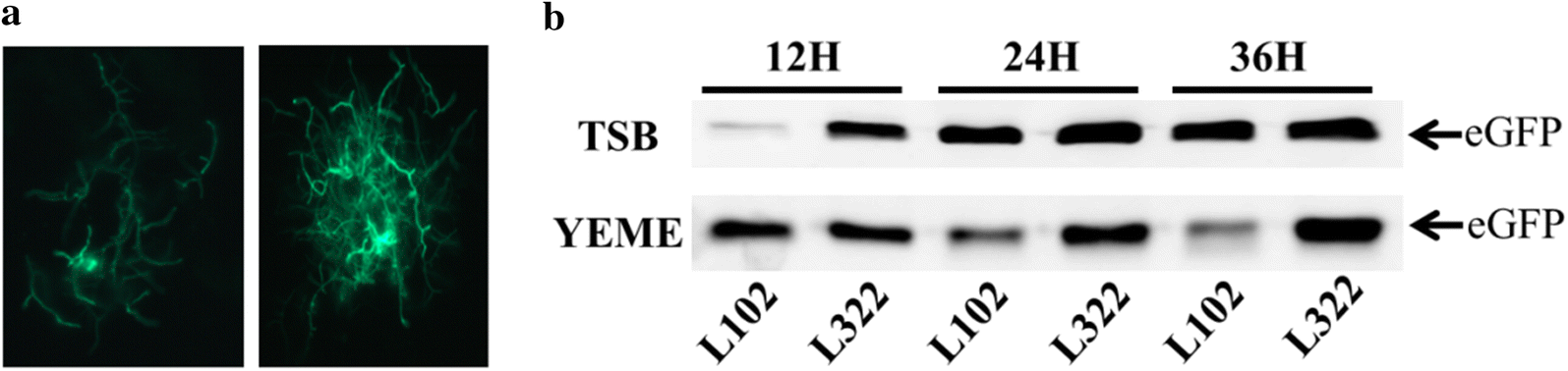 Fig. 5