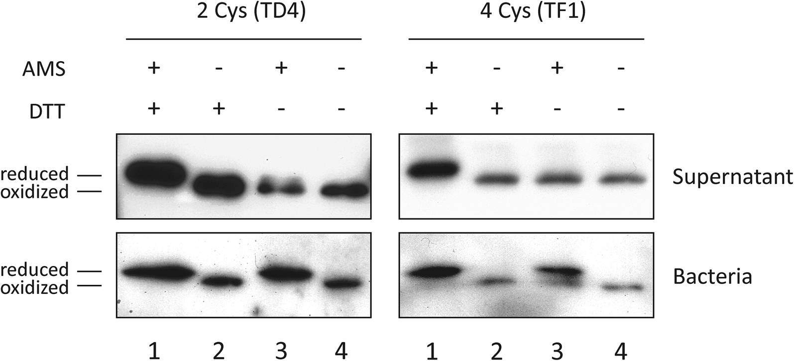 Fig. 5