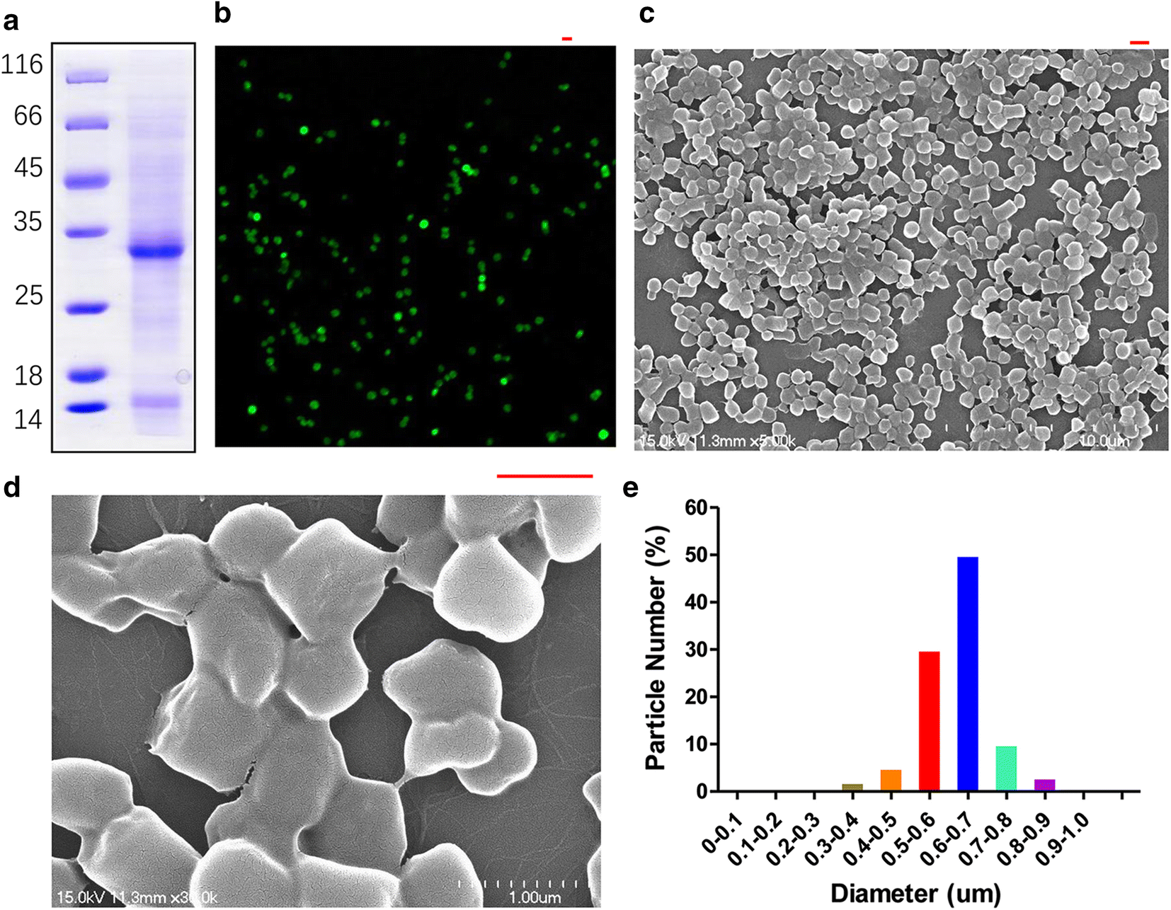 Spontaneous C Cleavage Of A Truncated Intein As Fusion To Produce Free Vp1 Inclusion Body Nanoparticle Vaccine Against Cvb3 Induced Viral Myocarditis By The Oral Route Microbial Cell Factories Full Text