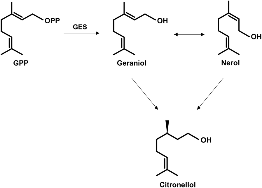 Fig. 5