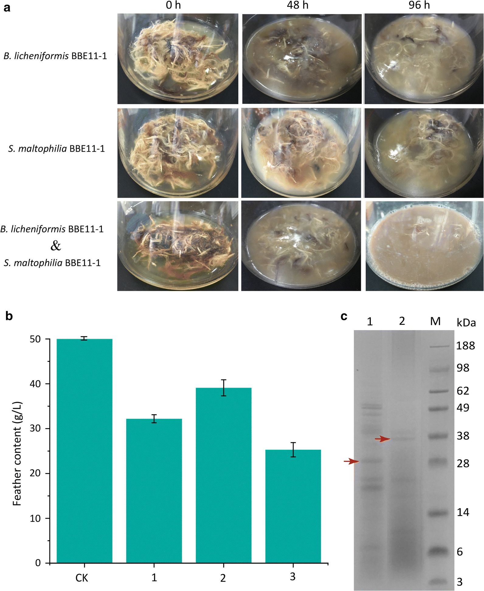 Fig. 1