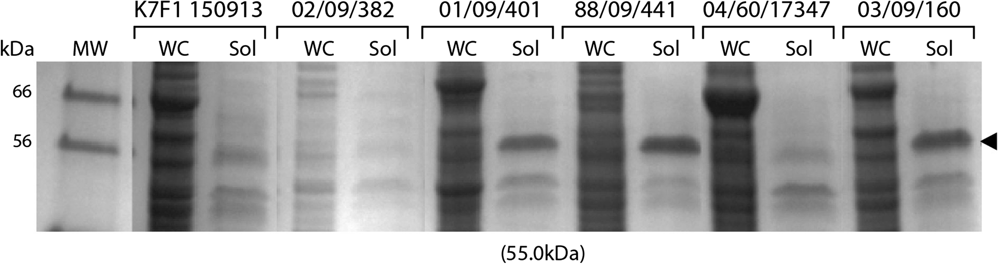 Fig. 3