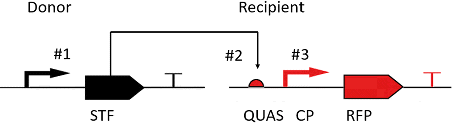 Fig. 1