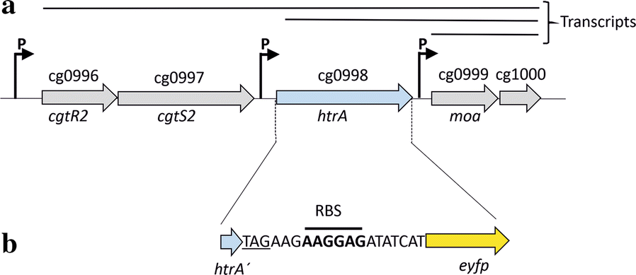 Fig. 1