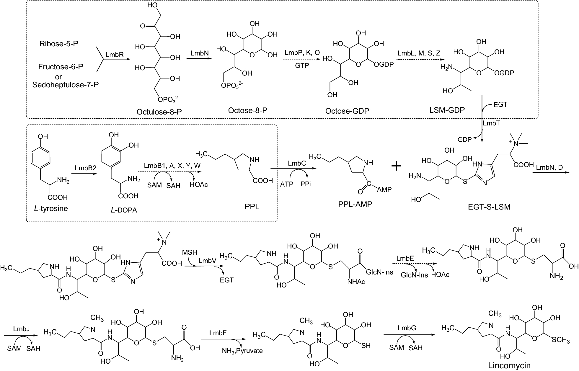 Fig. 1