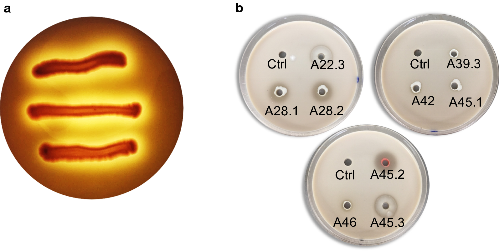 Fig. 1