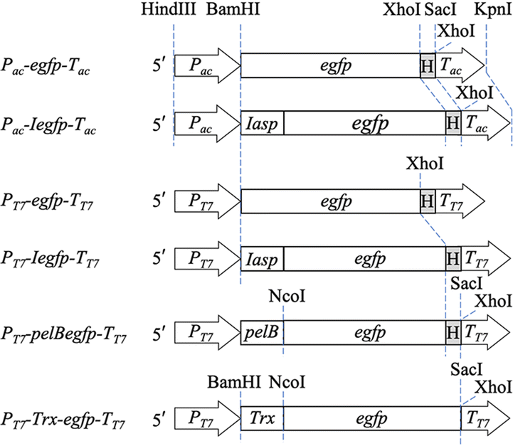 Fig. 1