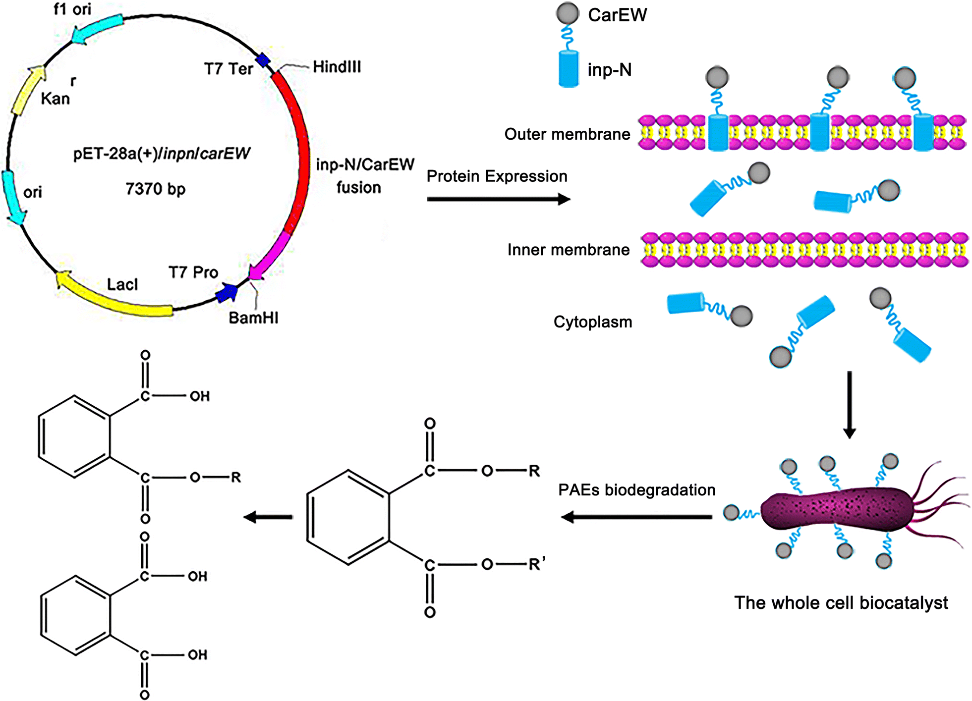 Fig. 6