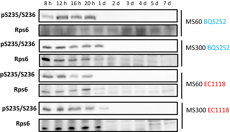 Fig. 6