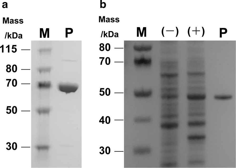 Fig. 5