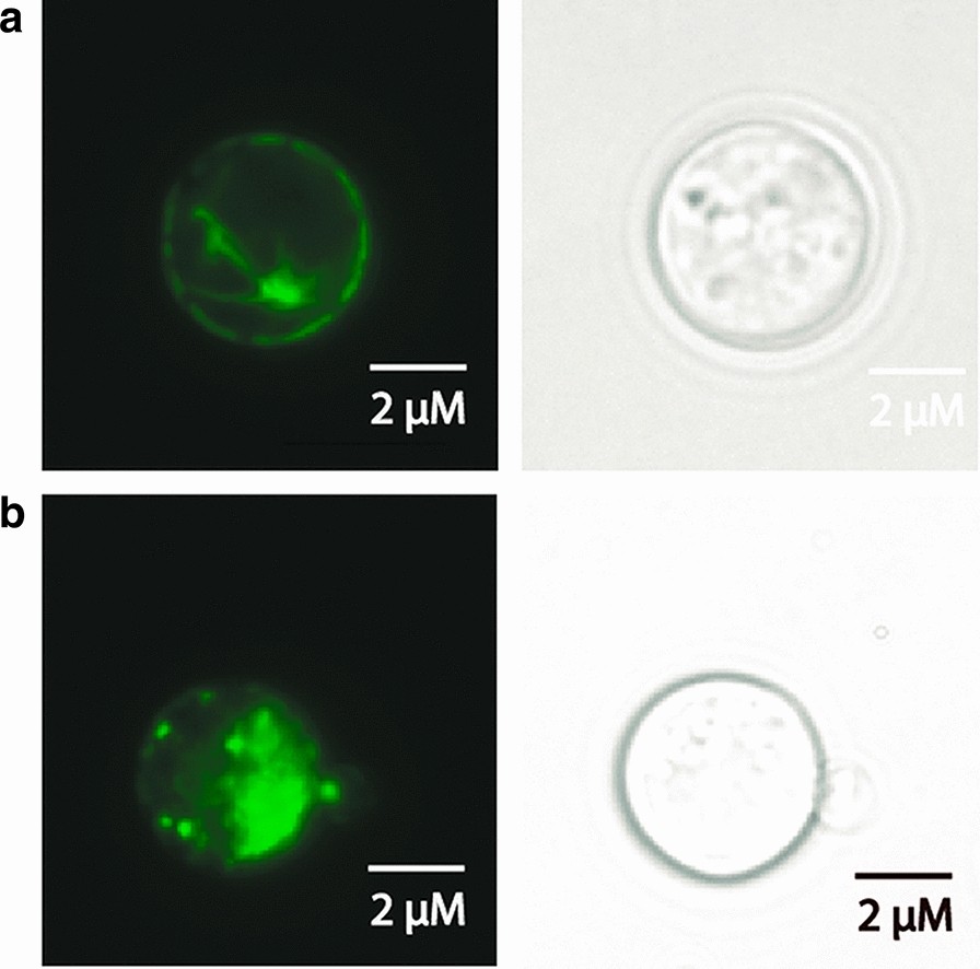 Fig. 5