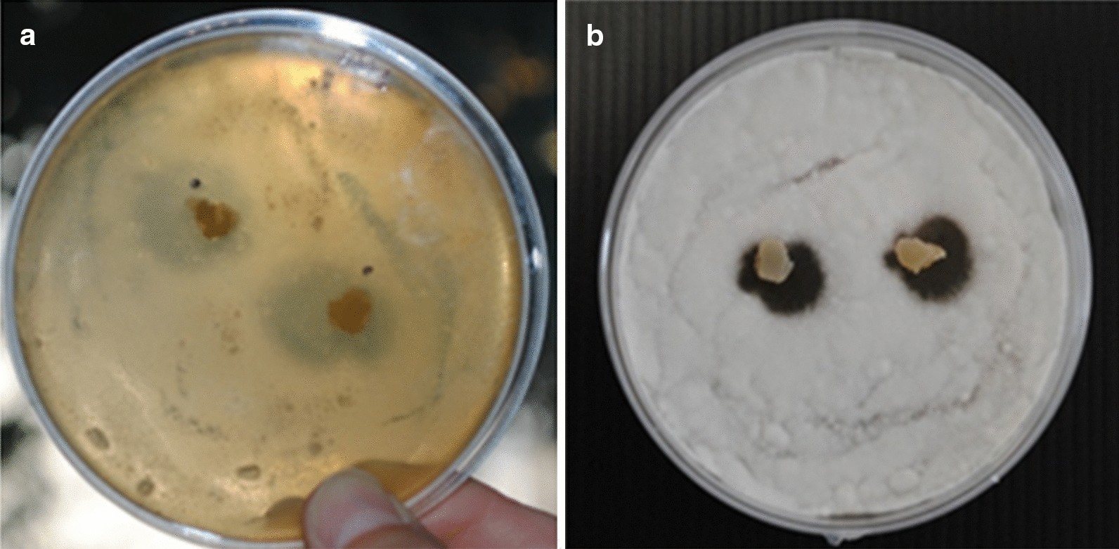 Fig. 2