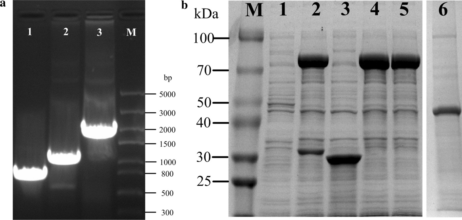 Fig. 2