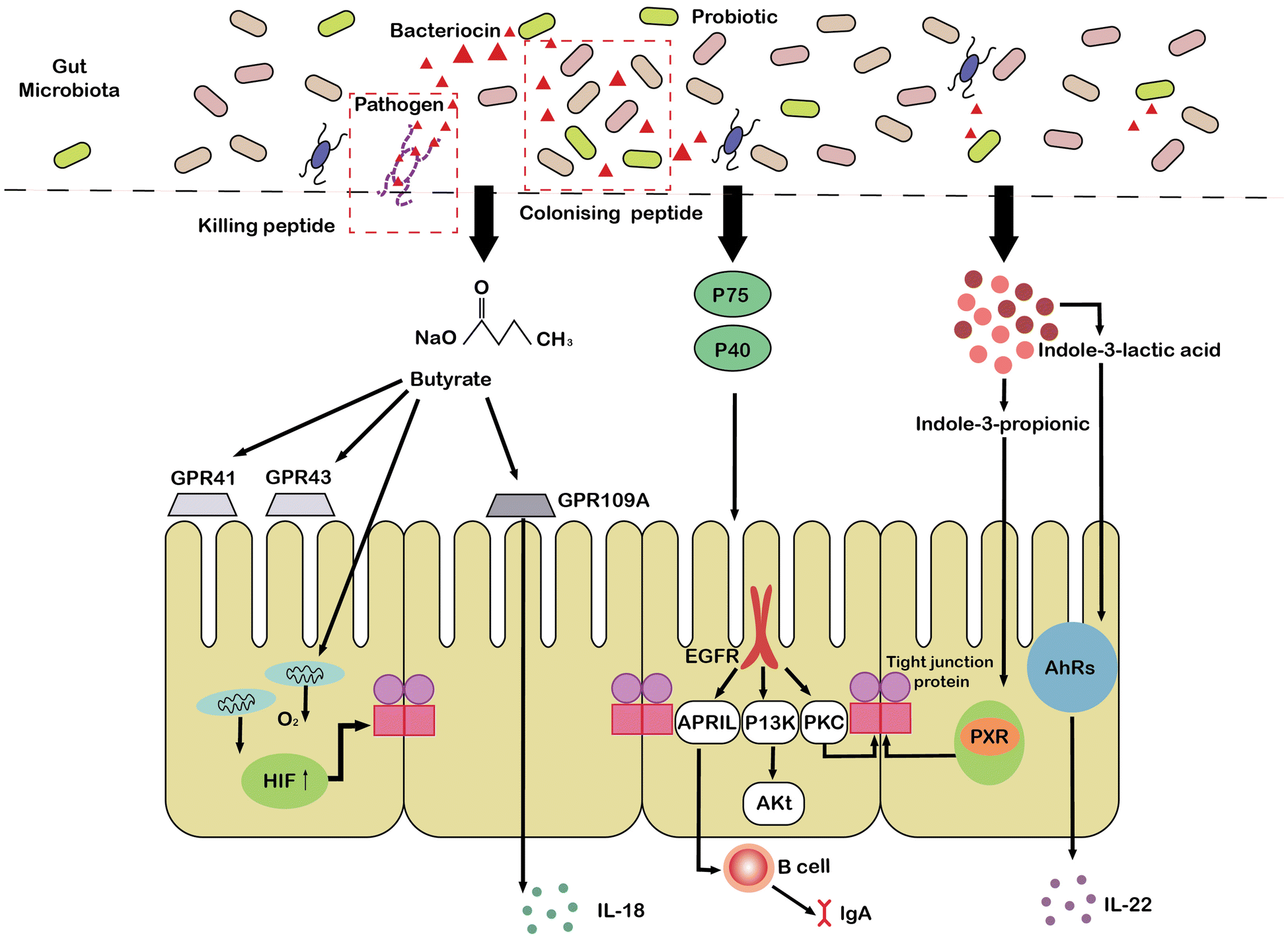 Fig. 3