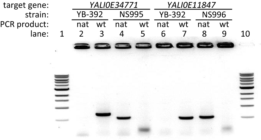 Fig. 2