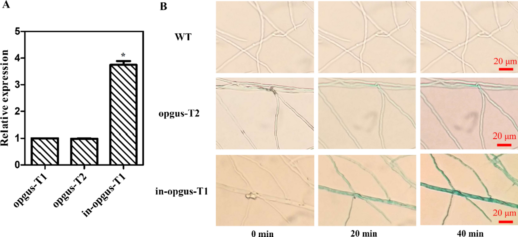 Fig. 6