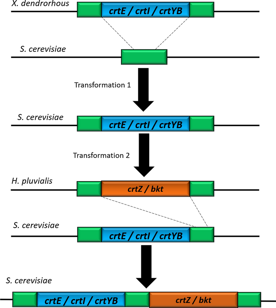 Fig. 4