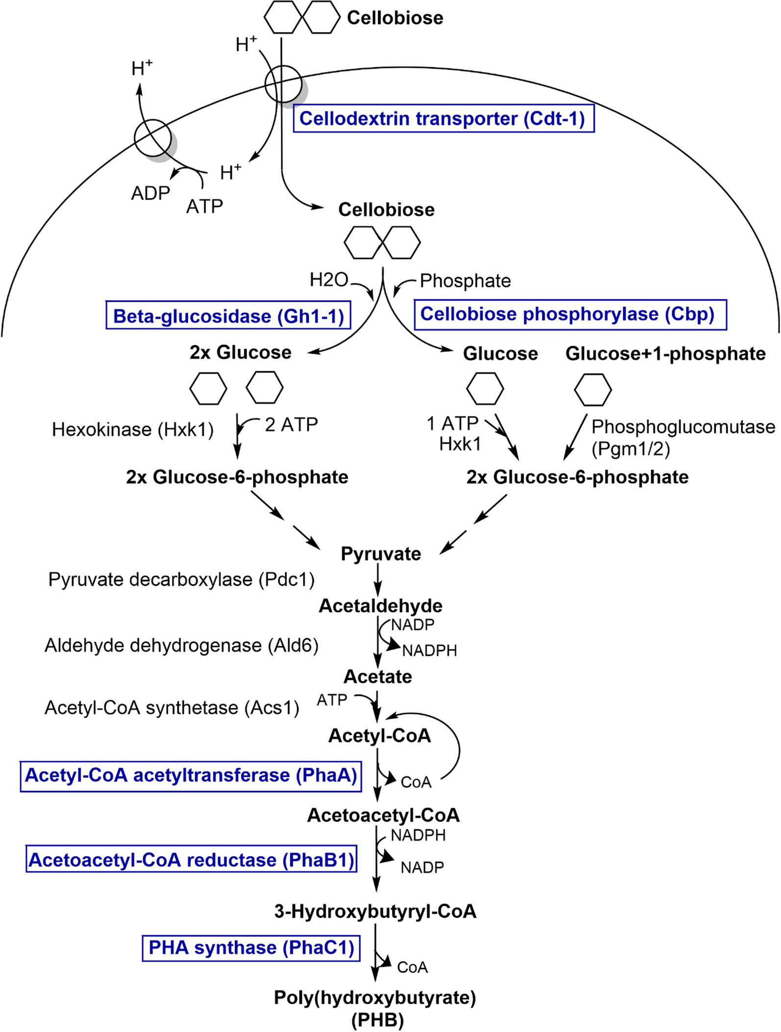 Fig. 1