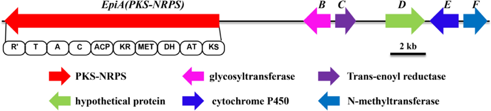 Fig. 2