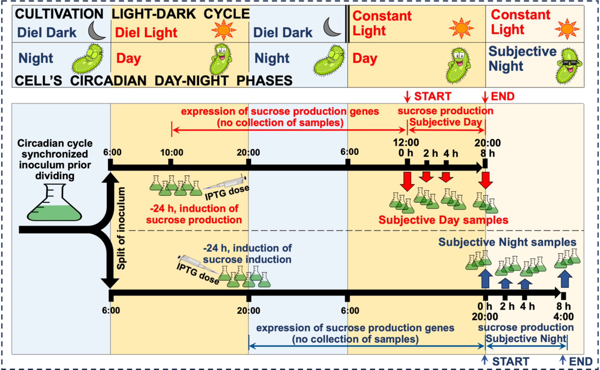 シアノバクテリアの代謝活性向上(Natural Rhythms Boost Product Synthesis in Sleep-Deprived Cyanobacteria)