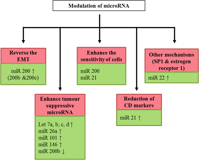 Targeting colorectal cancer stem cells using curcumin and curcumin ...