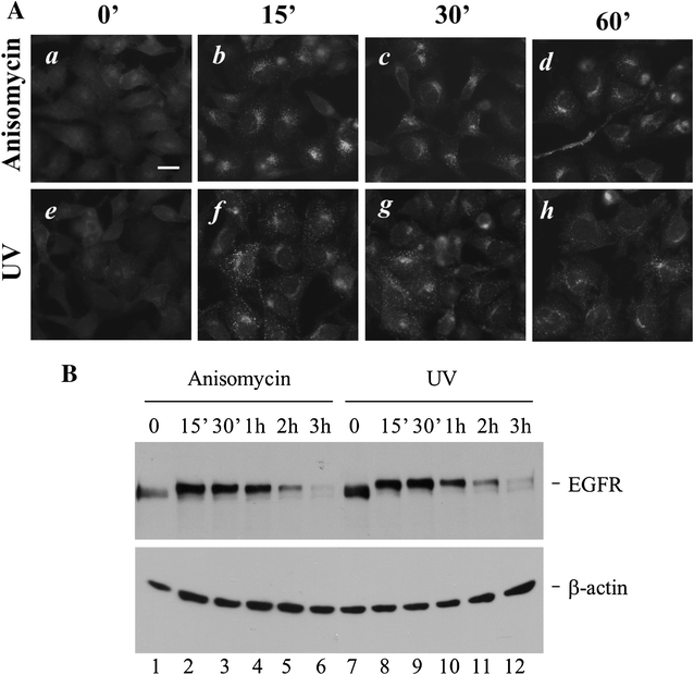 Fig. 5