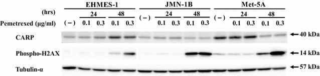 Fig. 6