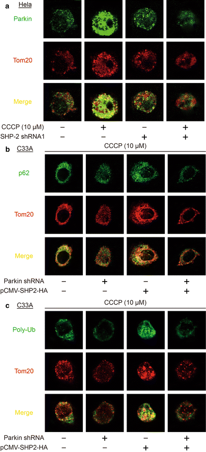 Fig. 7