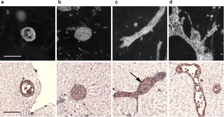 Fig. 4