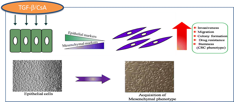 Fig. 8