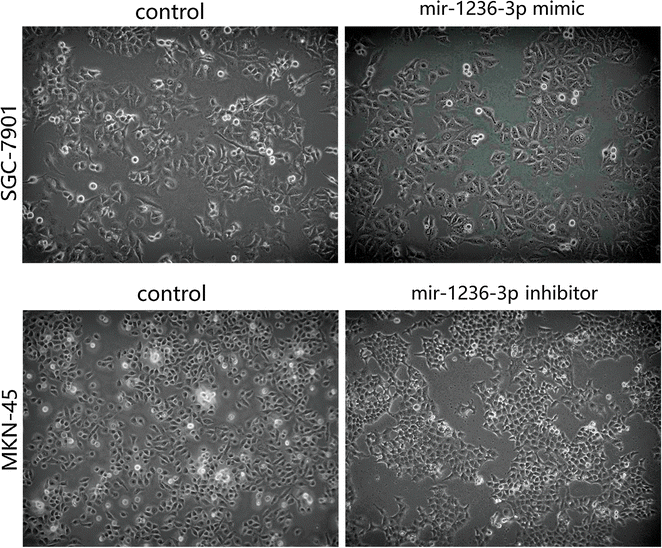 Fig. 7