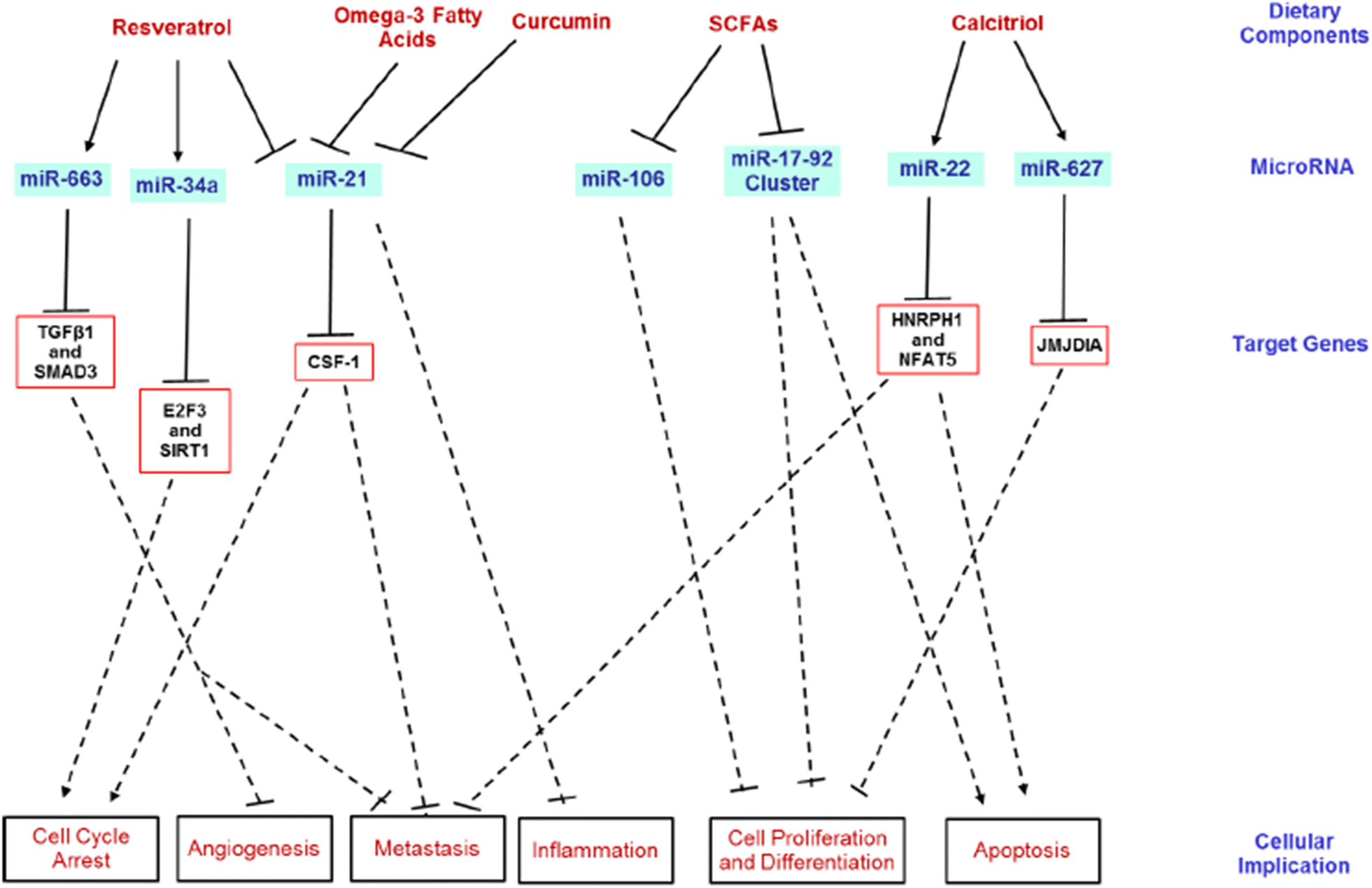 Dietary effects on colon cancer