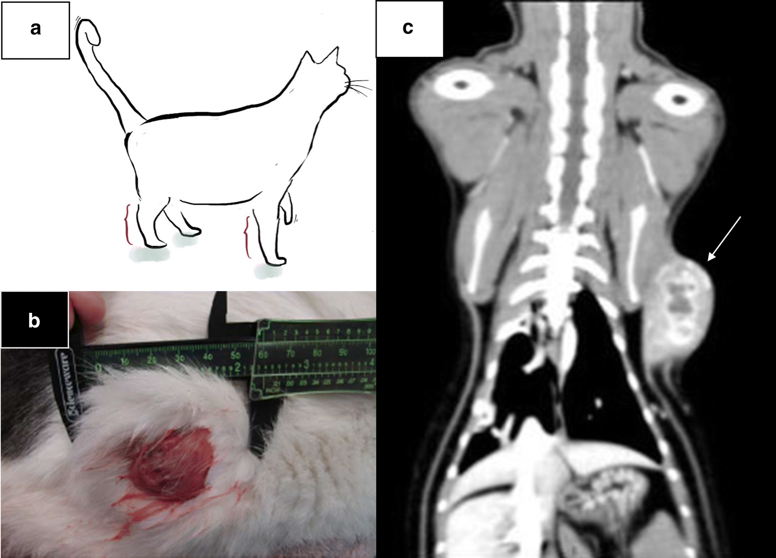 Fig. 1