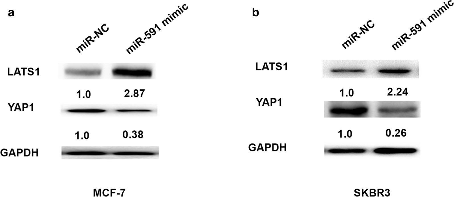 Fig. 6