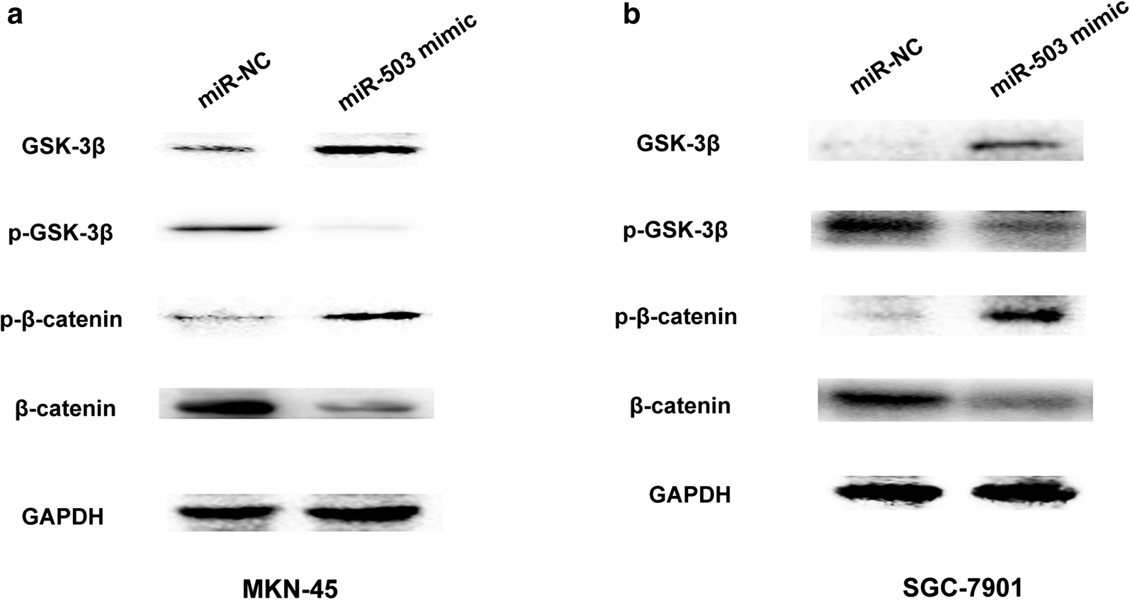 Mir 503 Suppresses Cell Proliferation And Invasion Of Gastric Cancer By Targeting Hmga2 And Inactivating Wnt Signaling Pathway Cancer Cell International Full Text