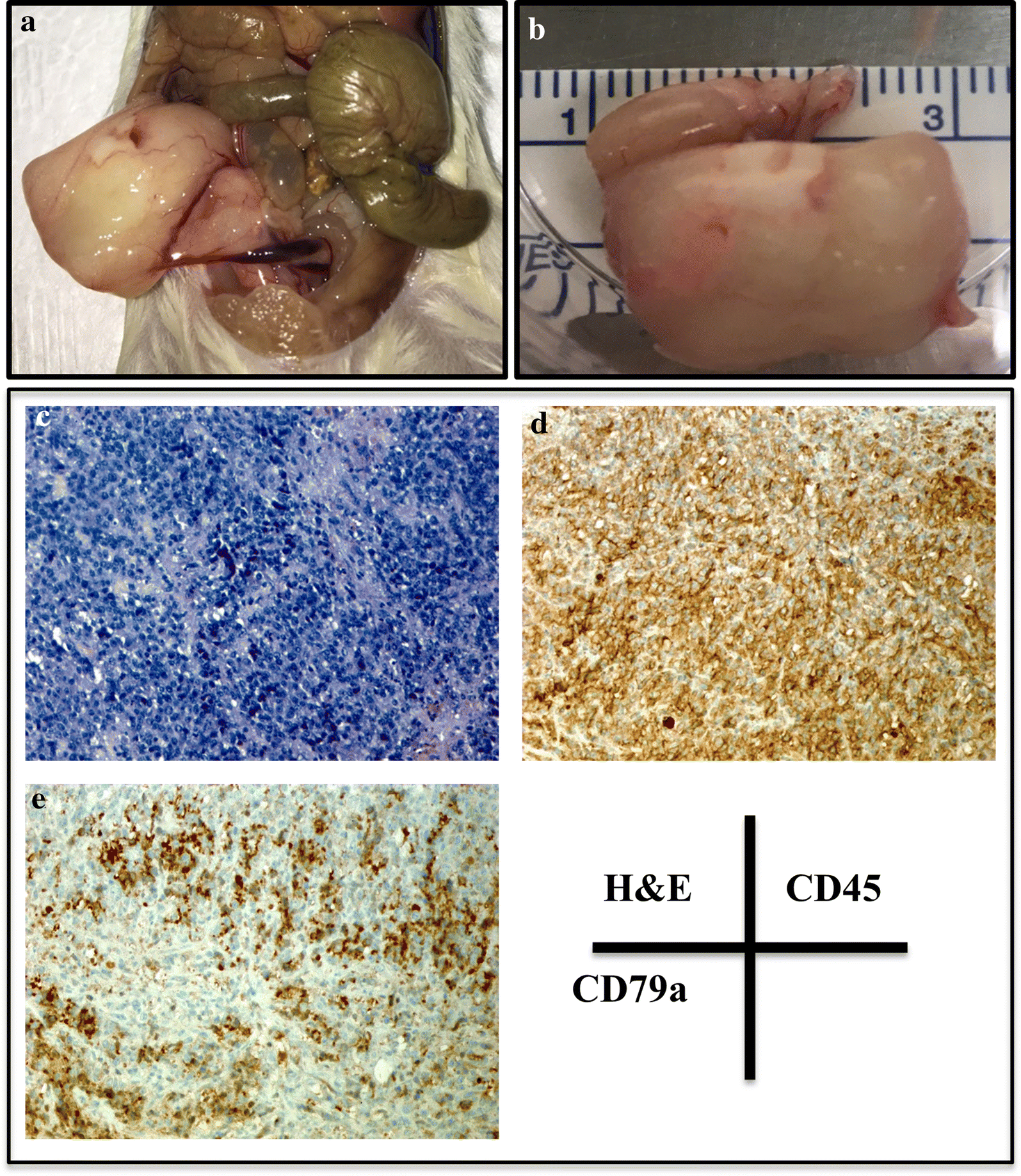 Fig. 5